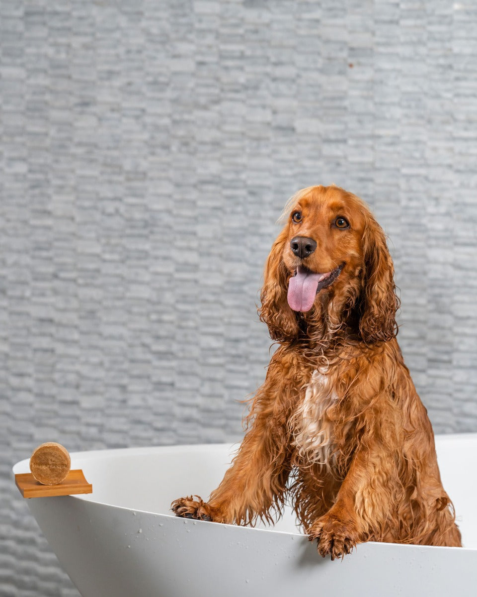 Honden Shampoo Bars