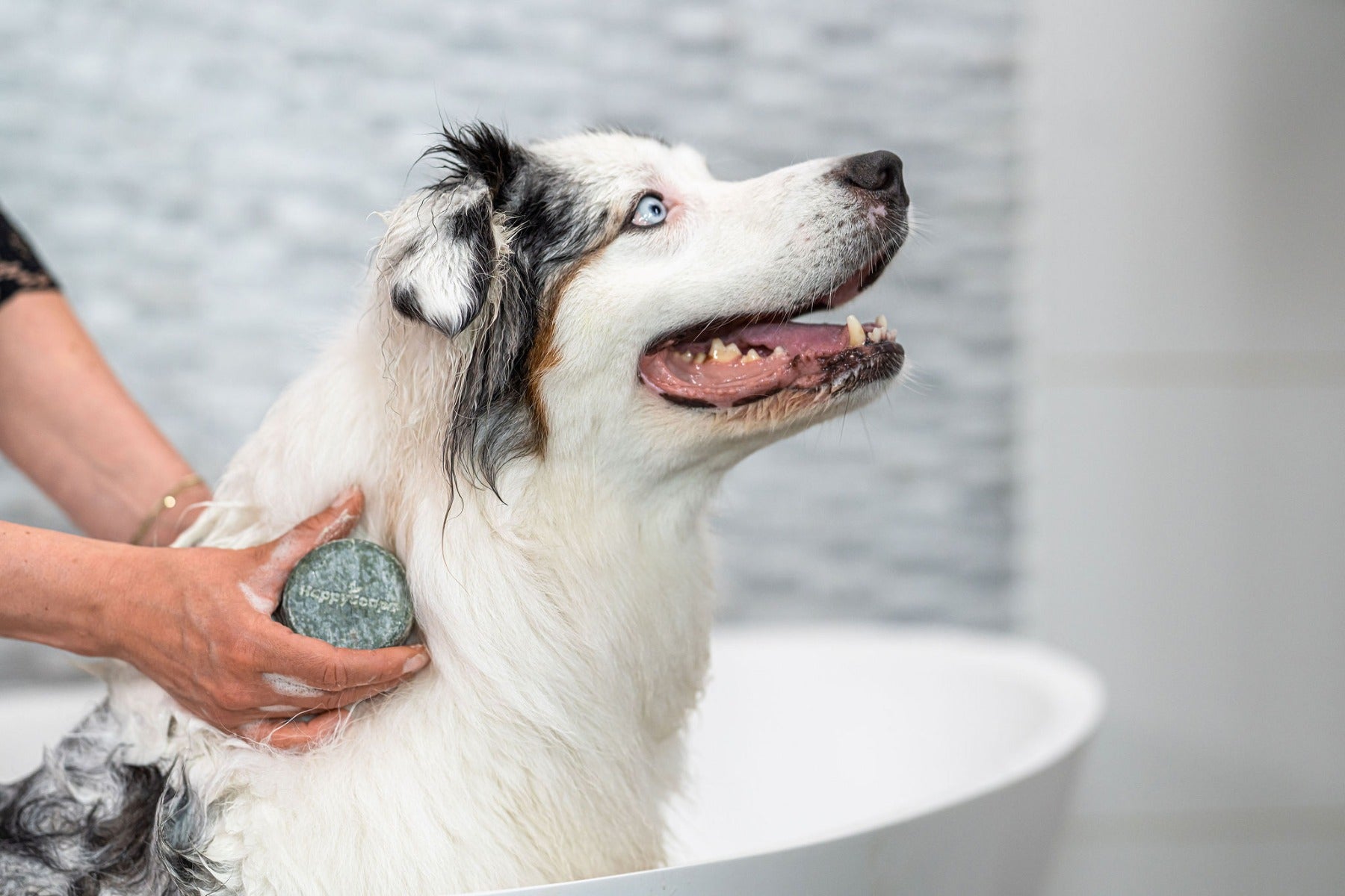 Shampoo-Riegel für Hunde