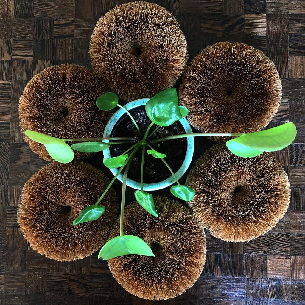 Ecococonut Cococonut Sponges