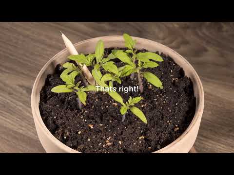 Sprout World, Short timelapses with growing tomato pencil